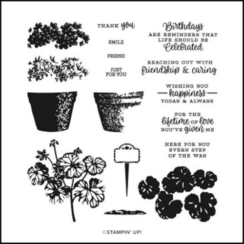 Potted Geraniums | #159056